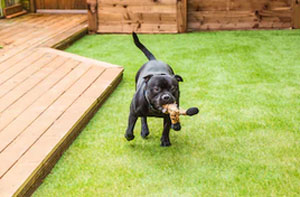 Artificial Grass for Dogs Sheerness (ME12)