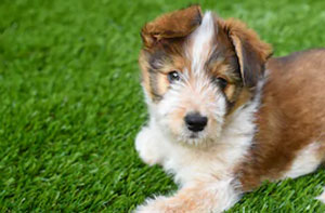 Artificial Grass for Dogs UK