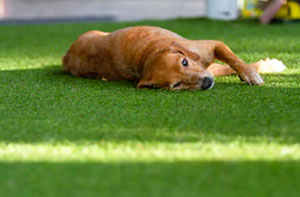 Artificial Grass for Dogs Wadebridge (PL27)