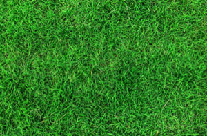 Artificial Grass Installer Near Me Dumbarton