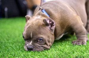 Artificial Grass for Dogs Ashton-in-Makerfield (WN4)