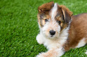 Artificial Grass for Dogs Frampton Cotterell (BS36)