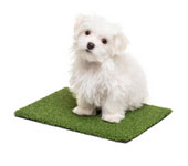 Caerphilly Artificial Grass Installers Near Me Caerphilly Artificial Grass Installers Near Me